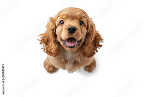 Cute golden Cocker Spaniel puppy sitting against a white background, looking up with joyful mouth open photo