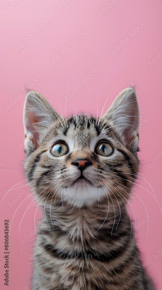 Domestic shorthaired cat gazing at the camera on a pink background