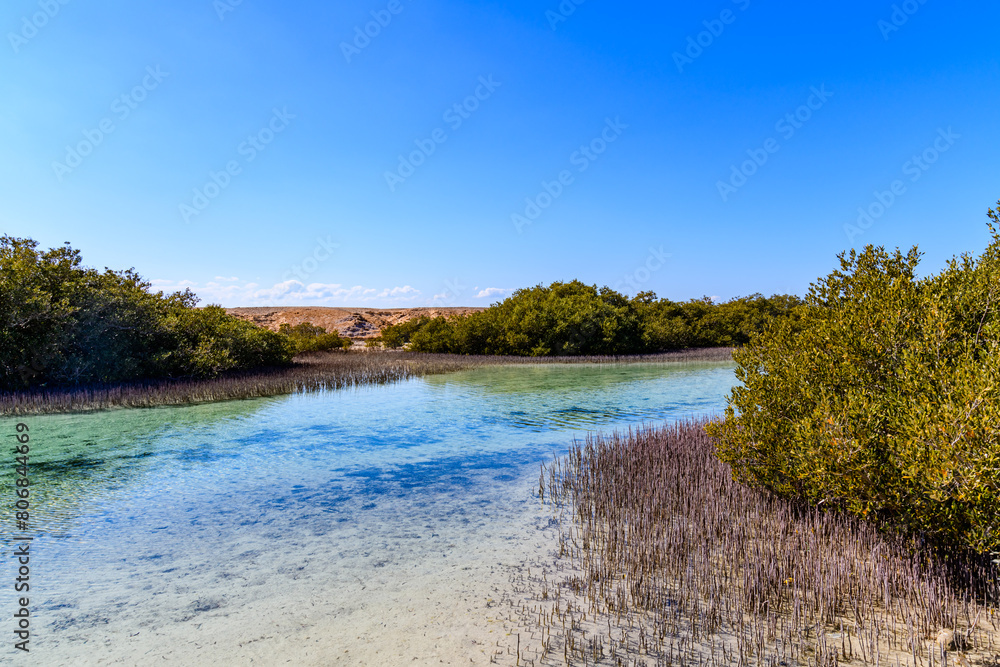 Mangrove trees at Ras Mohammed national park. Sinai peninsula, Egypt Mangrove trees at Ras Mohammed national park. Sinai peninsula, Egypt