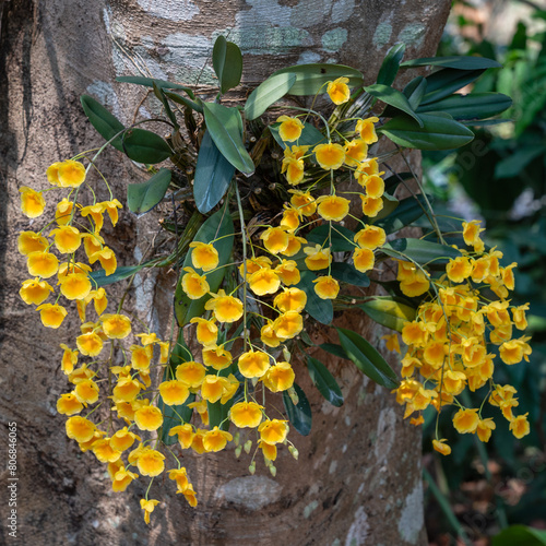 Closeup view of epiphytic orchid species dendrobium lindleyi aka dendrobium aggregatum with yellow orange clusters of flowers blooming on tree trunk in tropical garden photo