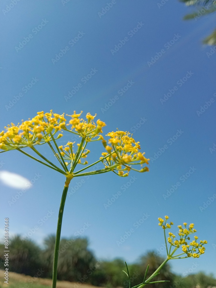 Anethum graveolens flowers .garden dill flowers or yellow cluster of flowers of garden dill. Garden dill flower pattern background Anethum graveolens flowers .garden dill flowers or yellow cluster of flowers of garden dill. Garden dill flower pattern background