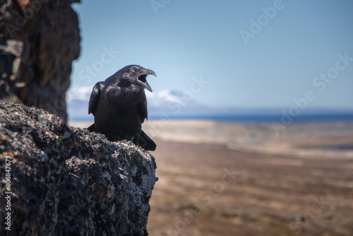 Raven or crow perching at the edge of a cliff in the coutryside of northern Iceland photo