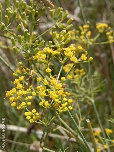 Anethum graveolens flowers .garden dill flowers or yellow cluster of flowers of garden dill. Garden dill flower pattern background 