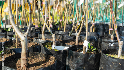 fruit trees in a fruit plant nursery photo