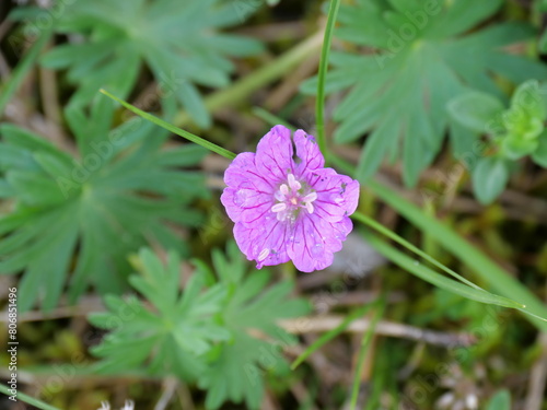 Die violette Blüte des Blutroter Storchschnabel Geranium sanguineum auf einem Trockenrasen bei Margetshöchheim im Mai photo