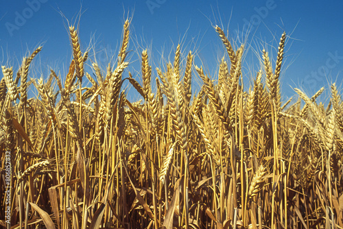 Ripe golden wheat field under a deep blue sky