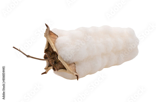 cotton flower on transparent png