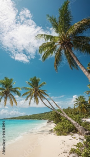 palm trees on the beach