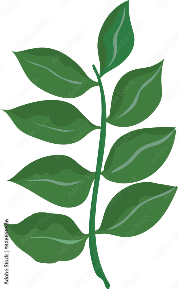 Leaf illustration on transparent background.
Leaf illustration on transparent background.