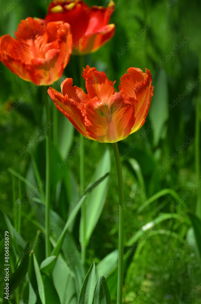 Red with yellow touch ' Parrot King' tulip blossom. Closeup photo outdoors. Gardening concept. Free copy space. Red with yellow touch ' Parrot King' tulip blossom. Closeup photo outdoors. Gardening concept. Free copy space.