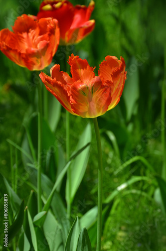 Red with yellow touch ' Parrot King' tulip blossom. Closeup photo outdoors. Gardening concept. Free copy space.