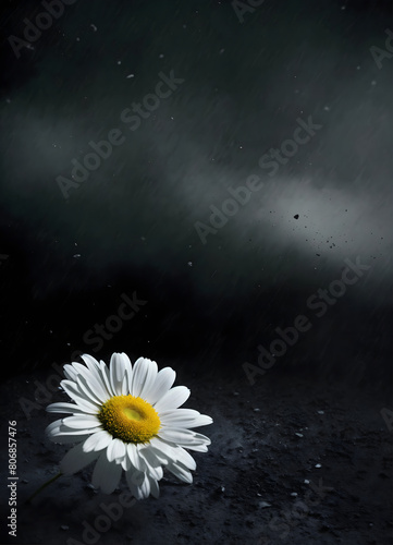 One white daisy bloomed on black monochrome nature, beautiful chamomile flower growing on dark soil, concept of individuality, uniqueness and courage