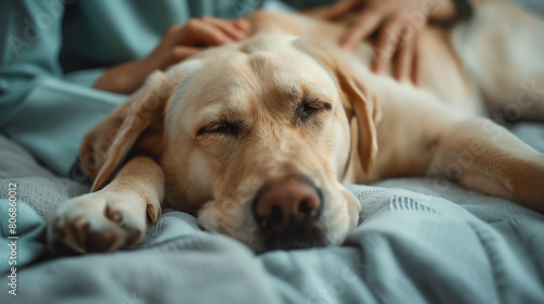 Photo of a fawn labrador retriever on a massage by a rehabilitation doctor in physiotherapy. Inspection of a dog at a veterinary clinic