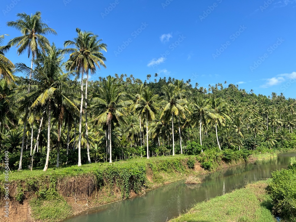 coconut trees around the river coconut trees around the river