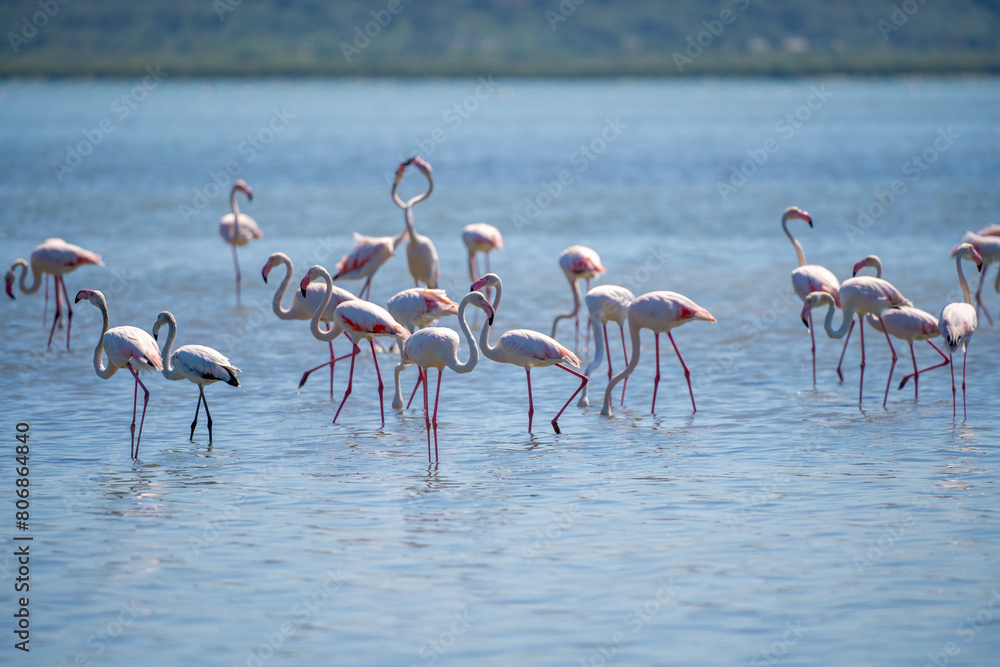 Captivating Flamingo Ballet in Albanian Lagoons