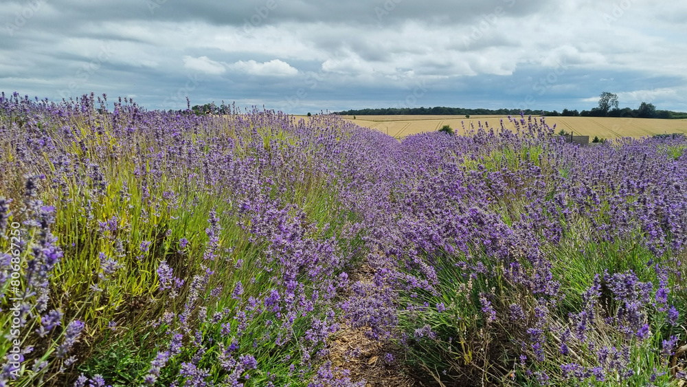 Fototapeta premium Field of purple lavender flowers under cloudy sky
