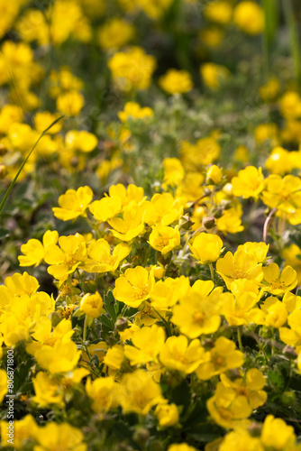 Yellow flowers on a meadow in spring. Shallow depth of field.