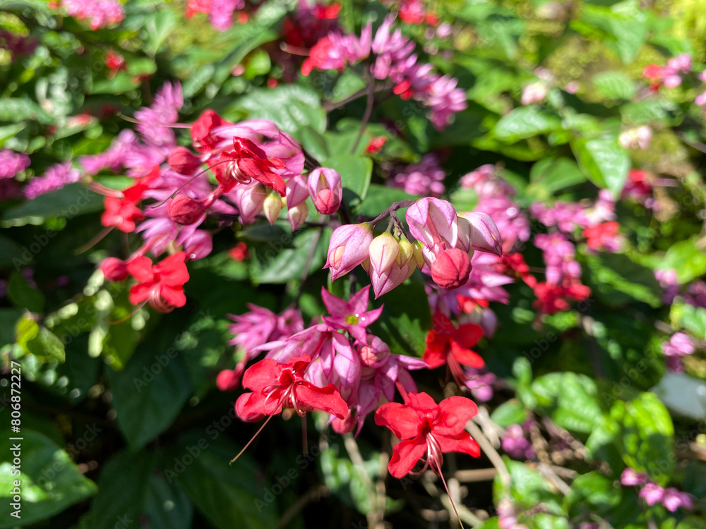 Obraz premium Pink bleeding heart vine (Clerodendrum speciosum) flower on garden home backyard