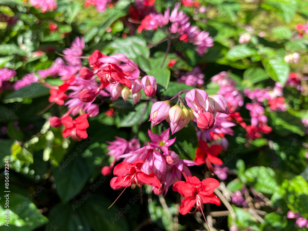 Pink bleeding heart vine (Clerodendrum speciosum) flower on garden home backyard Pink bleeding heart vine (Clerodendrum speciosum) flower on garden home backyard