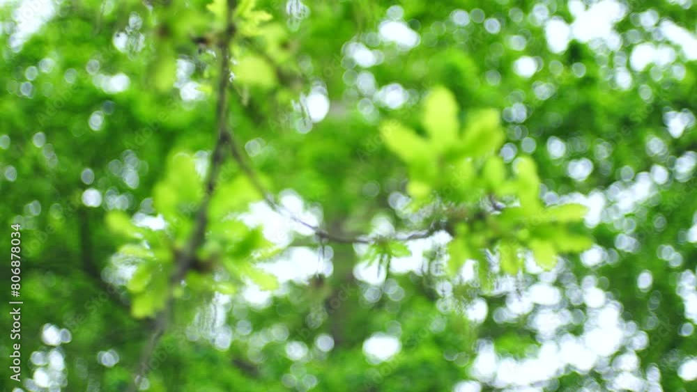 Details of the leaves in an Oak forest in spring in the town of Liendo. Liendo Valley, Eastern Coastal Mountain, Cantabrian Sea, Cantabria, Spain, Europe Details of the leaves in an Oak forest in spring in the town of Liendo. Liendo Valley, Eastern Coastal Mountain, Cantabrian Sea, Cantabria, Spain, Europe
