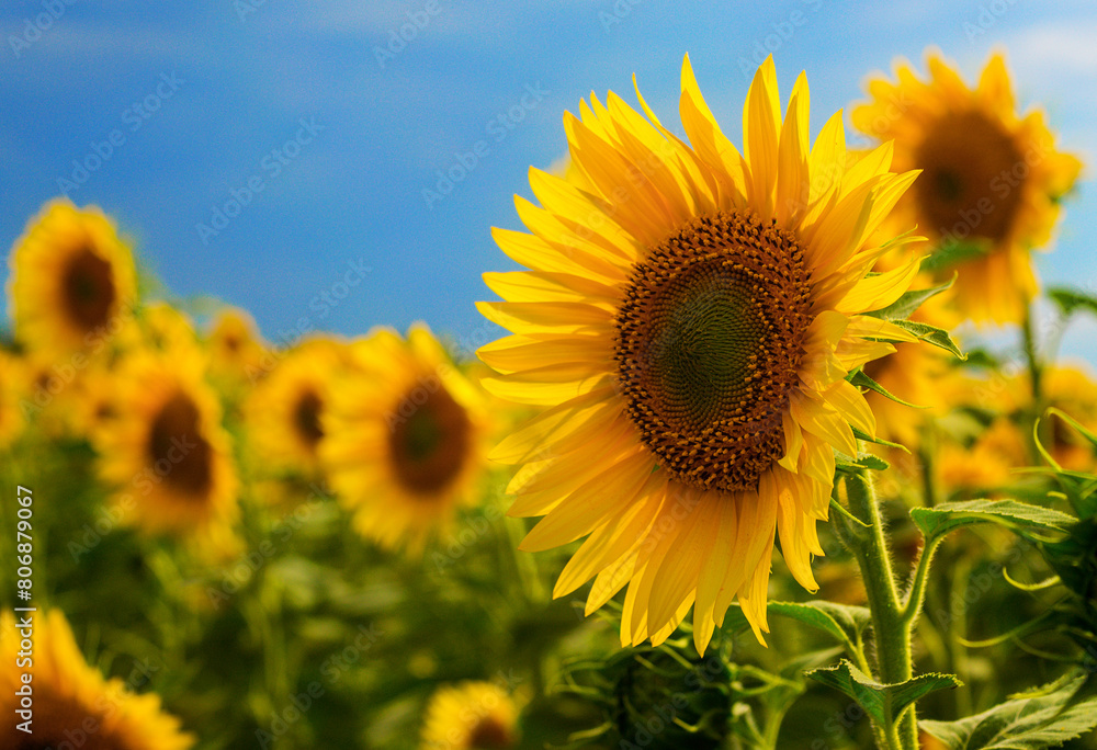 Fototapeta premium Sunflowers in a field close-up, agriculture, harvest, bright, beautiful, summer, spring, nature, village, Ukraine, yellow