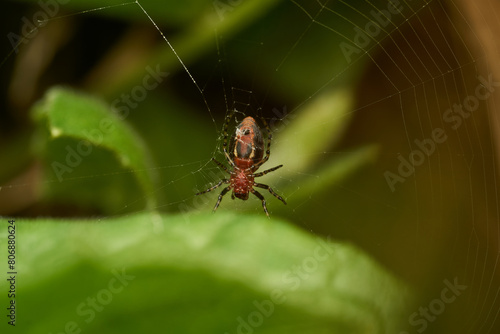 Bordeaux and black spider on its web with background of green leaves