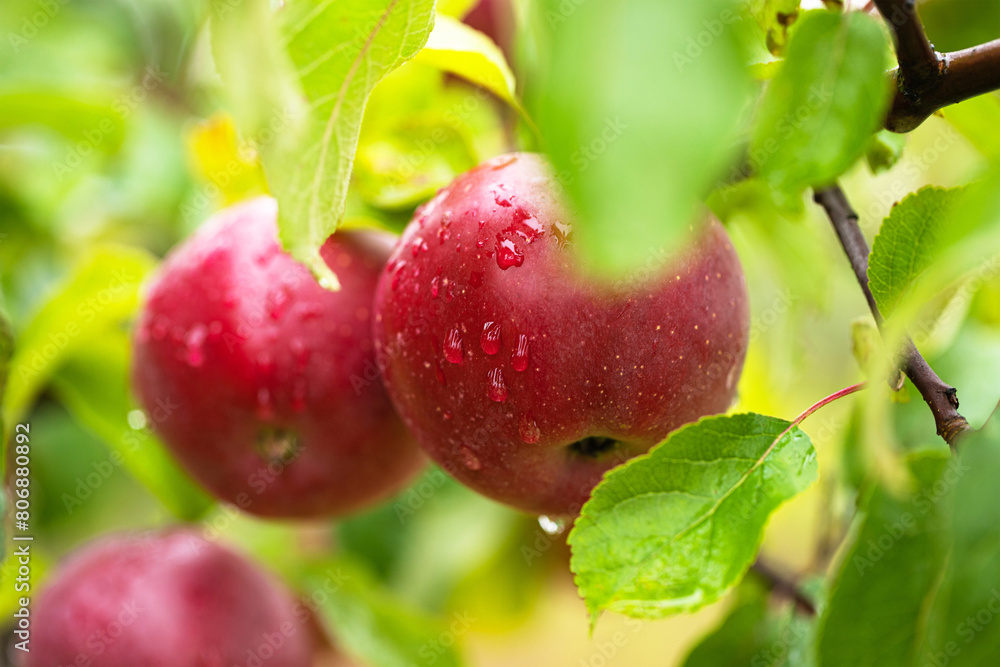 apple orchard with ripe fruits among the leaf apple orchard with ripe fruits among the leaf