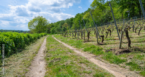Country road along the grape vineyards on the Vineyard Mountain in Wezemaal, Hageland, Belgium.