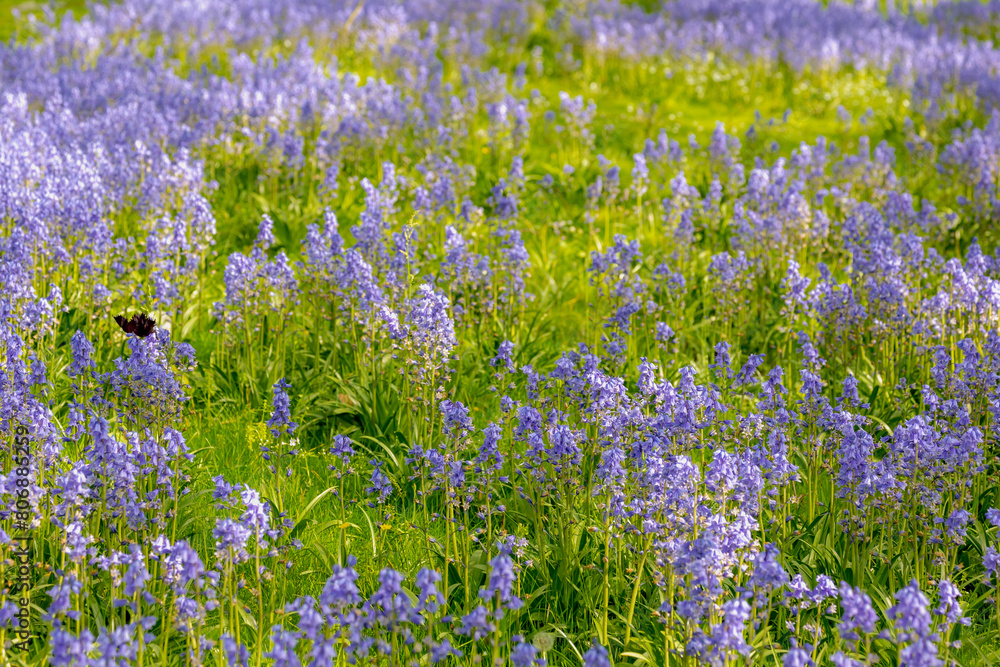 Fototapeta premium Selective focus of Spanish bluebell, Hyacinthoides hispanica, Endymion hispanicus or Scilla hispanica is a spring-flowering bulbous perennial native to the Iberian Peninsula, Nature floral background.