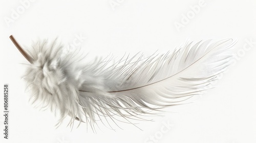 Colorfully feathers background - High resolution ,Elegant fluffy feather colorful isolated on the white background, Decorational bird's feather ,feather on a white background, Macro
 photo