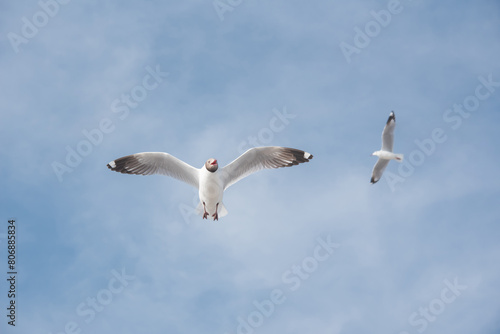 Brown-headed gull birds flying in the sky.