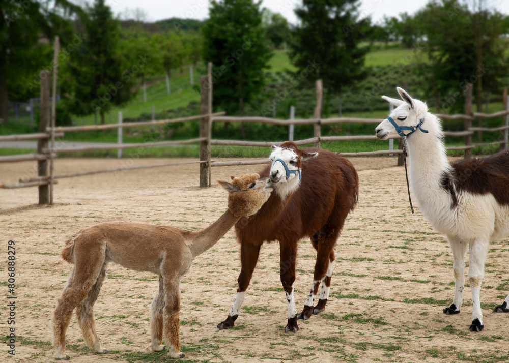 Obraz premium Cute Alpacas on the farm. Beautifull and funny animals