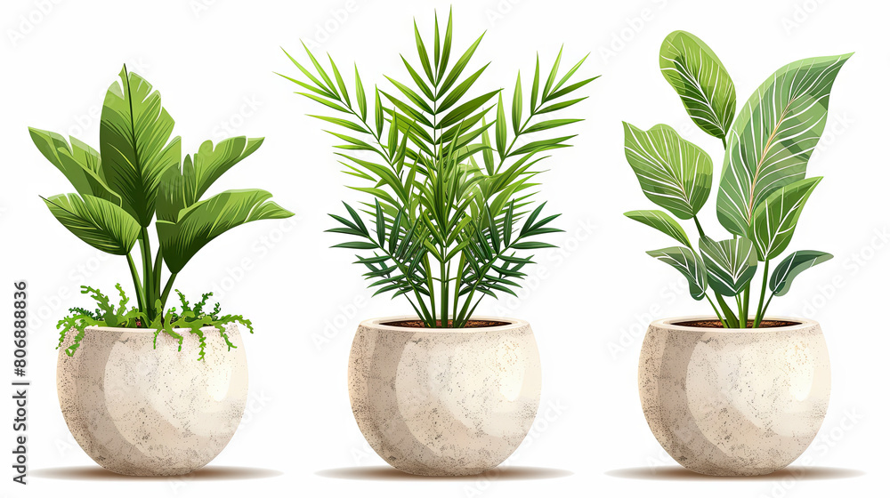 Obraz premium set of illustration of three indoor houseplant