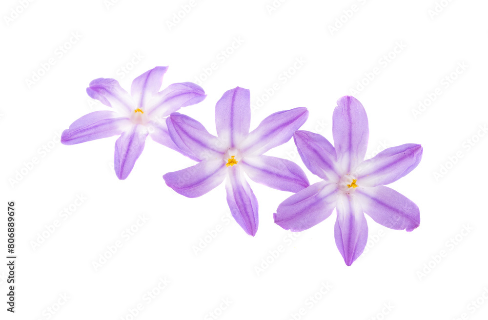 Chionodoxa isolated Chionodoxa isolated