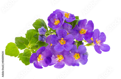 sutera flowers isolated