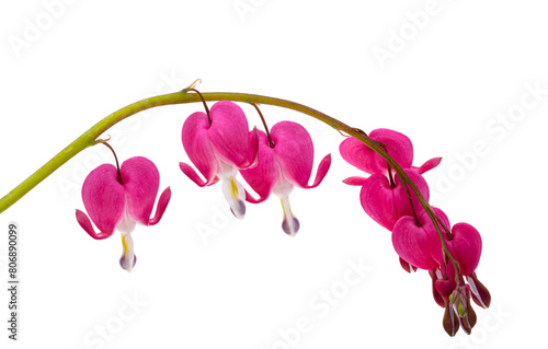dicentra flowers isolated