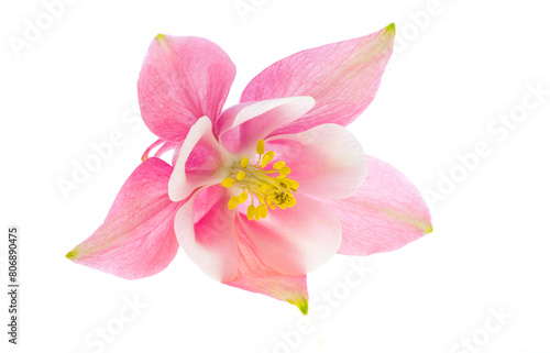 pink aquilegia flowers isolated
