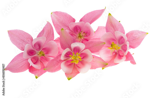 pink aquilegia flowers isolated