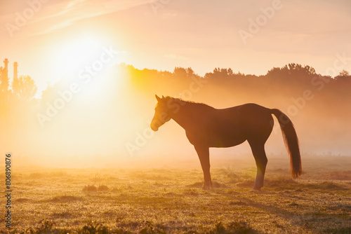 A scenic scene with an Arabian horse grazing on a pasture at sunset in the orange rays of the sun.