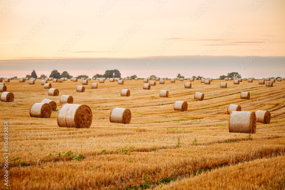 Fototapeta premium Great view of a field with round hay bales.