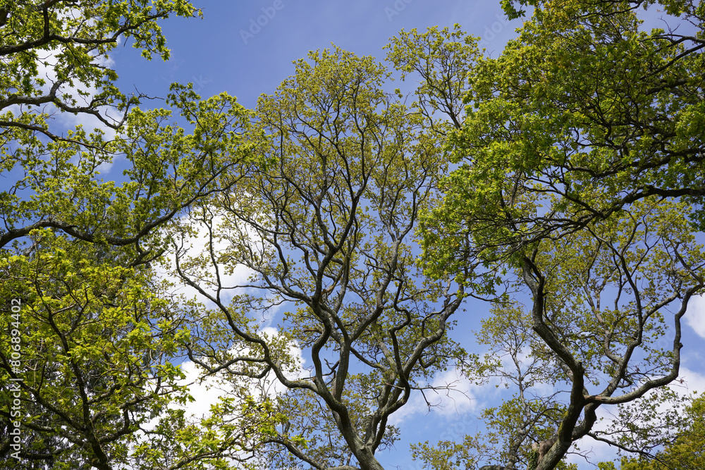Fototapeta premium fresh green leaves growing on trees during spring. tree tops against blue sky 