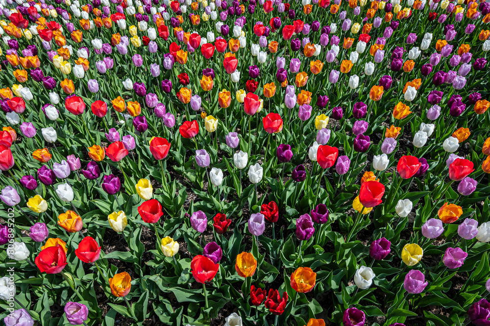 Tulip Puzzle - Tulip flowers