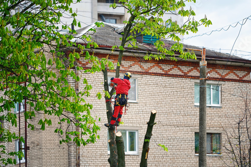 Obraz na płótnie Arborist using ropes and climbing equipment to cut and prune trees in residential district. High-altitude tree cutting. Alpinist using chainsaw at height, with rope access and safety harness w salonie