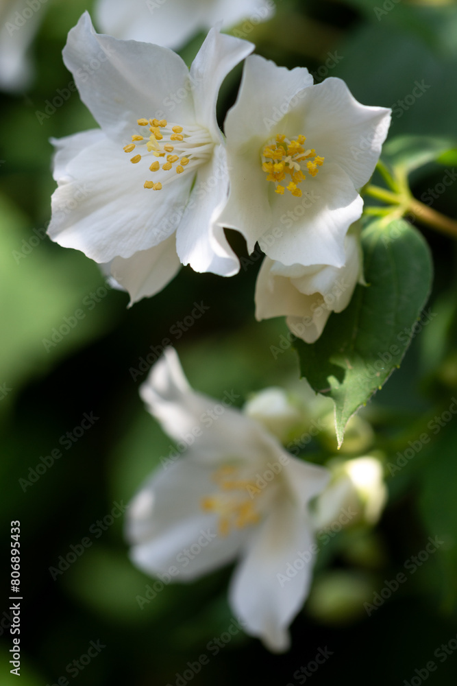 White fresh jasmine flowers. Close up. White fresh jasmine flowers. Close up.