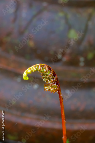 Sensitive fern fiddlehead unfurling