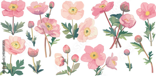 helleborus clipart vector for graphic resources