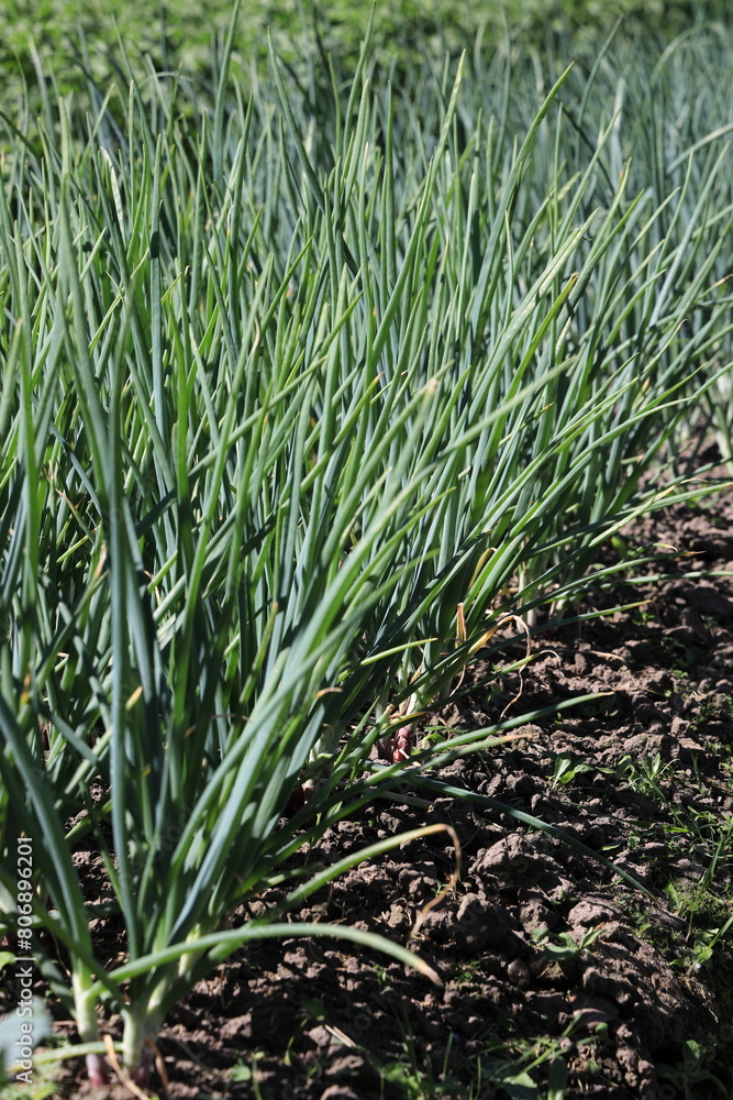 Green thickets of grown onions in the summer sunny season vertical orientation Green thickets of grown onions in the summer sunny season vertical orientation