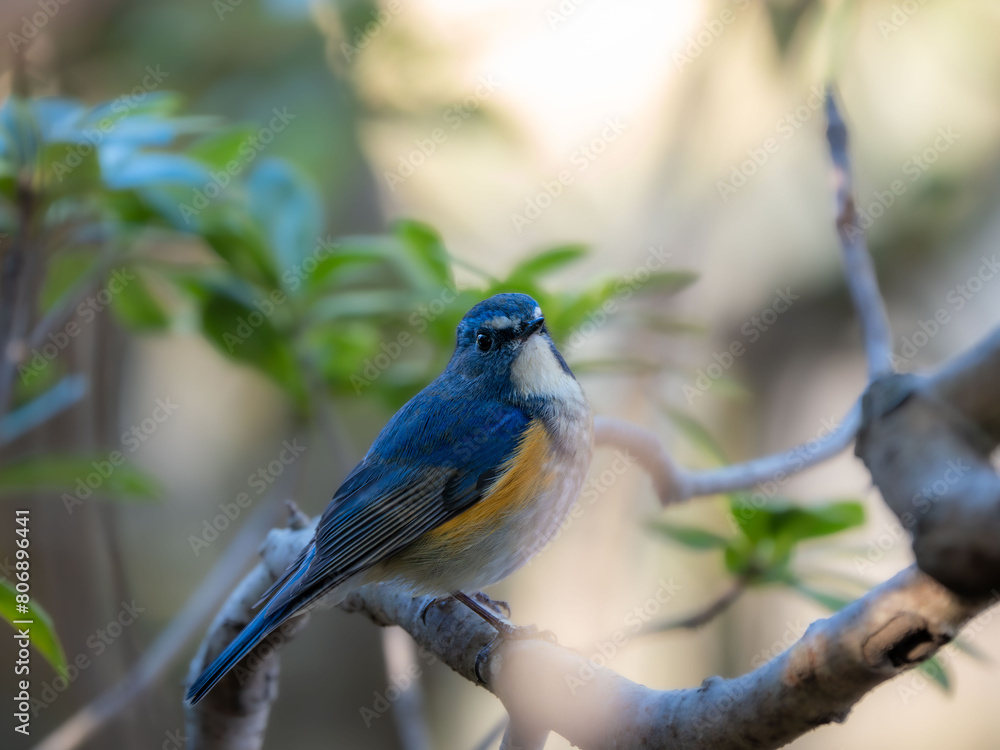 深い藪の奥でリラックスしているルリビタキの雄