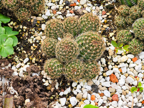 A green, spherical cactus., Notocactus scopa. photo