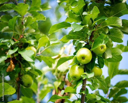 Lookup view cluster of green apples on tree branch at front yard orchard urban homestead farming in Dallas, Texas, dwarf fruit tree in Spring seasonal background, backyard orchard self-sufficient